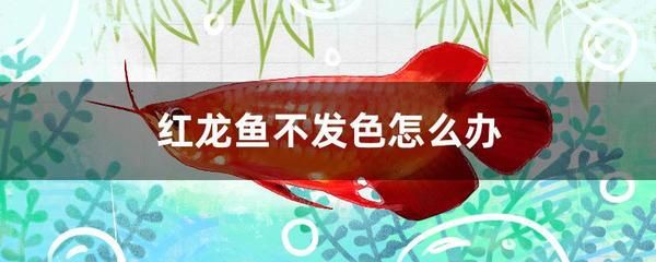 红龙鱼不发色是什么原因引起的：红龙鱼不发色是什么原因引起的呢？