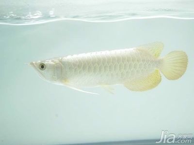 白化金龙鱼：白化金龙鱼价格白化金龙鱼与银龙鱼的区别在于体色 龙鱼百科 第1张