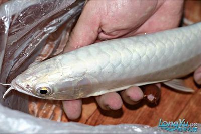 白化金龙鱼：白化金龙鱼价格白化金龙鱼与银龙鱼的区别在于体色 龙鱼百科 第2张