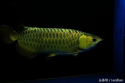 白化金龙鱼：白化金龙鱼价格白化金龙鱼与银龙鱼的区别在于体色 龙鱼百科 第3张
