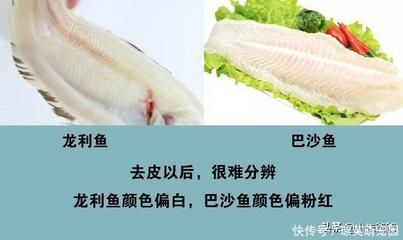 巴沙鱼与龙利鱼区别：如何辨别巴沙鱼和龙利鱼 龙鱼百科 第1张