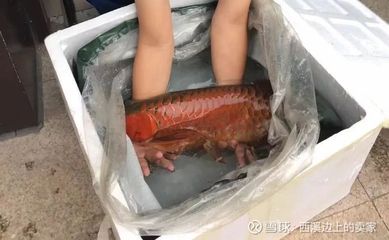 红龙鱼鳞片大好还是小好：红龙鱼的鳞片大小对其外观和可能的健康状况有一定影响 龙鱼百科 第2张