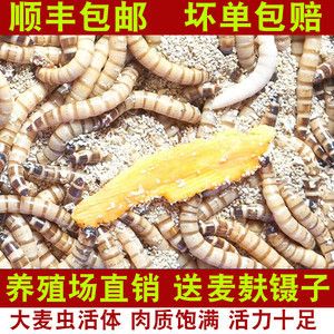 龙鱼不吃面包虫怎么办：当龙鱼拒绝食用面包虫时，可能的原因有很多 龙鱼百科 第1张