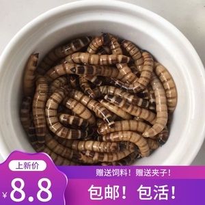 龙鱼不吃面包虫怎么办：当龙鱼拒绝食用面包虫时，可能的原因有很多 龙鱼百科 第3张