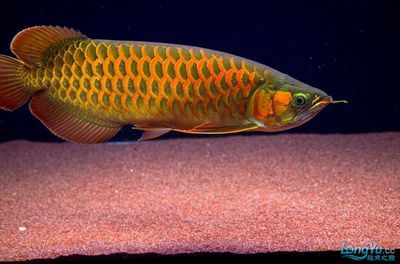 金龙鱼用什么颜色的底砂好：金龙鱼的底砂选择