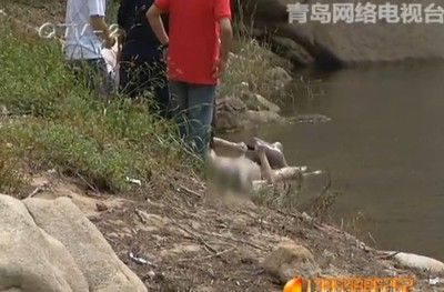 红龙鱼为什么浮在水面上不动：为什么红龙鱼浮在水面上不动 龙鱼百科