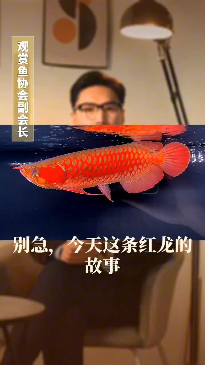 龙鱼发色不好怎么办：龙鱼发色不好怎么办#养鱼经验分享 观赏鱼论坛 第1张