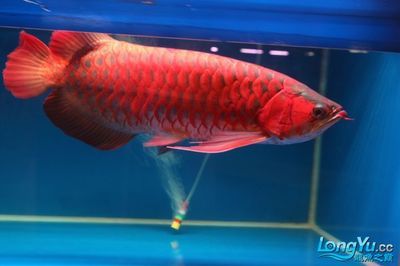 红龙鱼比赛：2023年世界龙鱼锦标赛红龙鱼比赛冠军卖出108万