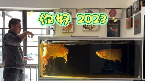 27度养龙鱼：养龙鱼的最佳水温是多少？