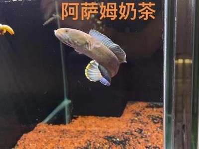 奶茶雷龙鱼互动性怎么样：奶茶雷龙鱼在饲养过程中能够展现出良好的互动性 龙鱼百科 第2张