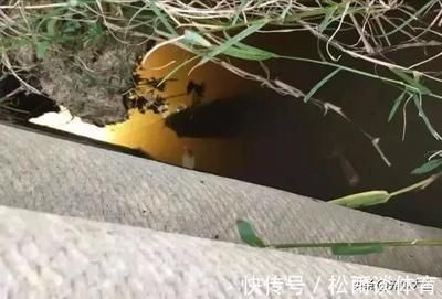 龙鱼喂甲鱼能治地包吗：龙鱼喂甲鱼能治地包吗龙鱼喂甲鱼能治地包吗 龙鱼百科 第3张