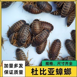 蟑螂喂龙鱼怎么处理：喂食龙鱼的蟑螂应该保持干净卫生以减少细菌和寄生虫的风险 龙鱼百科 第3张