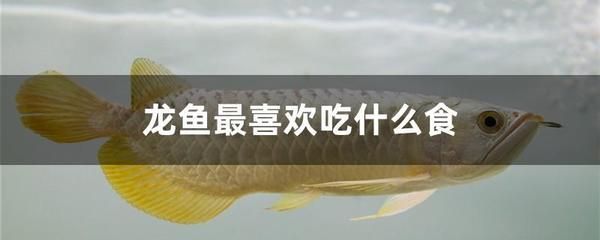 龙鱼吃活食不堵过滤棉：龙鱼吃活食不堵过滤棉怎么办 龙鱼百科 第2张