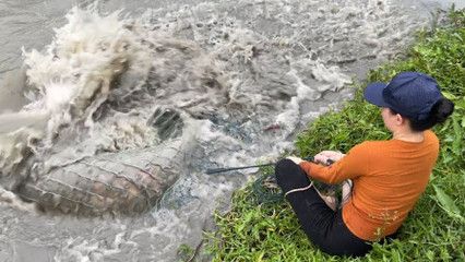 龙鱼一直停在水面不动是为什么：龙鱼一直停在水面不动可能有多种原因以下几点可能性 龙鱼百科 第2张