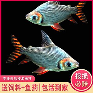 红龙鱼最佳配鱼方法：红龙鱼最佳配鱼方法介绍