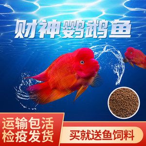 红龙鱼最佳配鱼方法：红龙鱼最佳配鱼方法介绍