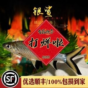 红龙鱼最佳配鱼方法：红龙鱼最佳配鱼方法介绍