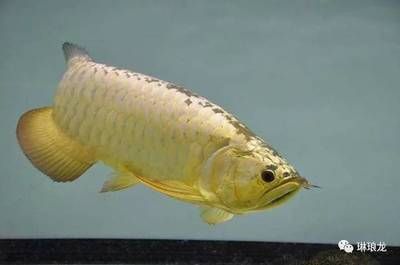 40厘米的金龙鱼怎么喂食：40厘米大小的金龙鱼喂食方法和注意事项