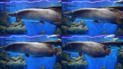 巨骨舌鱼与金龙鱼是近亲吗：巨骨舌鱼与金龙鱼是同一个物种吗
