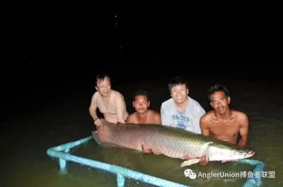 巨骨舌鱼跟龙鱼的区别：巨骨舌鱼与龙鱼的区别 龙鱼百科 第1张