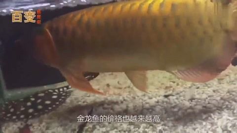 金龙鱼做手术为什么要控食：金龙鱼做完手术后控食有什么作用？ 龙鱼百科 第1张