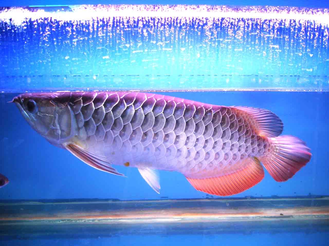 金龙鱼 银龙鱼：金龙鱼和银龙鱼在地域来源、外观特征和鳍的区别