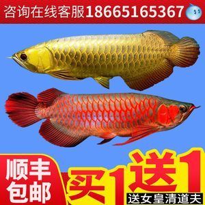 80厘米鱼缸能养龙鱼吗：80公分金龙鱼价格可以达到上万元以上的价格差异 龙鱼百科 第2张