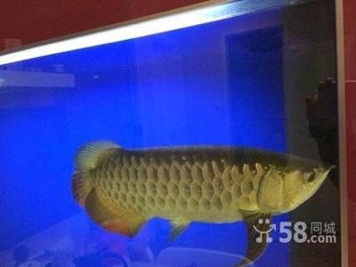 40cm金龙鱼：40厘米金龙鱼价格