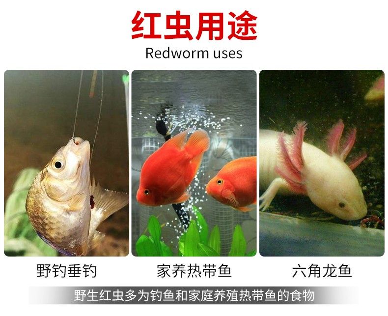 龙鱼只吃红虫不吃虾怎么办：龙鱼只吃红虫不吃虾可能是因为饲养者在喂食时的方法不当