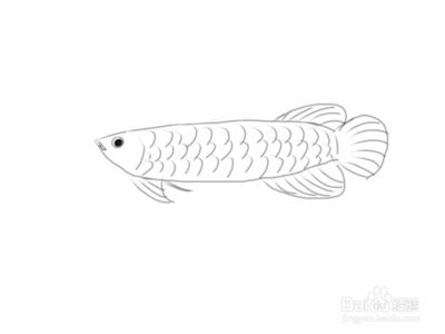给我搜一下金龙鱼的简笔画怎么画：简笔画金龙鱼的基本步骤和技巧 龙鱼百科