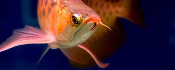 红龙鱼惊吓不吃食怎么了：红龙鱼受到惊吓不吃食怎么办