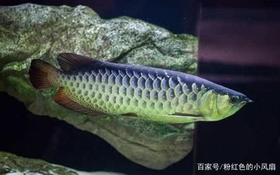 骨舌鱼 金龙鱼：金龙鱼具有极高的观赏价值