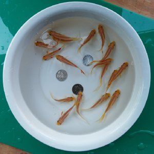 喂食龙鱼的活体小金鱼如何检疫：喂食龙鱼的活体小金鱼在检疫中需要注意以下几个方面
