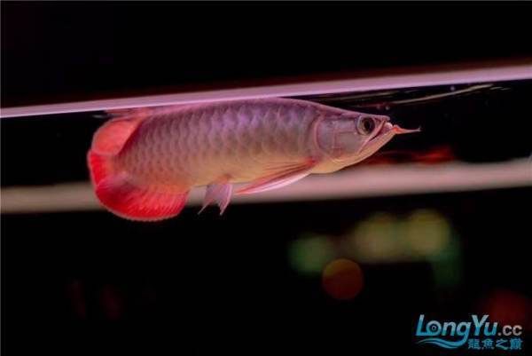 红龙鱼用什么灯光效果好看：红龙鱼用什么灯光效果好看红龙鱼灯光选择的详细指南