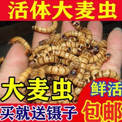 喂金龙鱼的虫子怎么处理：喂金龙鱼的虫子是指活饵或冷冻虫子，处理方法有不同