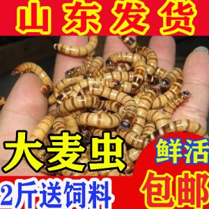 喂金龙鱼的虫子怎么处理：喂金龙鱼的虫子是指活饵或冷冻虫子，处理方法有不同 龙鱼百科 第1张