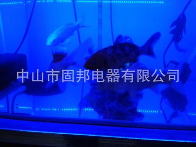 红龙鱼缸灯用什么颜色最好：红龙鱼缸灯用什么颜色好 龙鱼百科 第3张