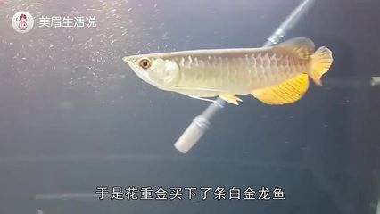 金龙鱼为什么老张嘴：金龙鱼老张嘴可能有多种原因 龙鱼百科 第2张