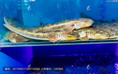 小龙鱼介绍：小龙鱼是一种古老的淡水鱼 龙鱼百科 第3张