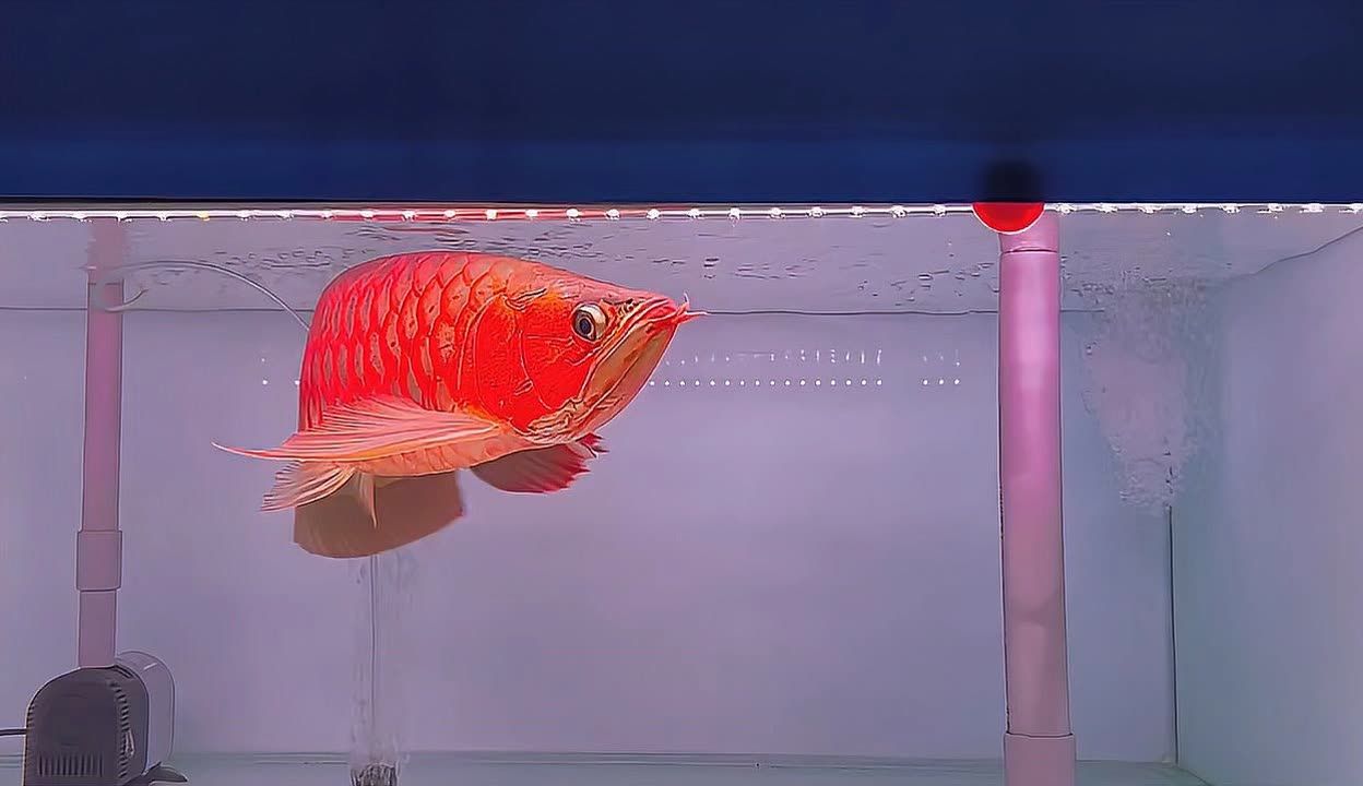 红龙鱼用什么灯照比较好看：红龙鱼灯光选择的指南