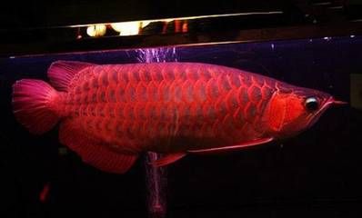 红龙鱼用什么灯照比较好看：红龙鱼灯光选择的指南 龙鱼百科 第3张