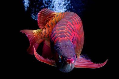 龙鱼用什么灯发色好看：龙鱼发色的灯光选择指南 龙鱼百科 第3张