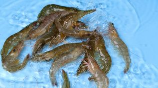 龙鱼喂河虾还是基围虾比较好：喂食龙鱼河虾和基围虾哪个更好？