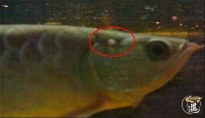 龙鱼的头上长水泡是什么病：龙鱼头上长水泡可能是由多种原因引起的，龙鱼头上长水泡是什么病 龙鱼百科 第3张