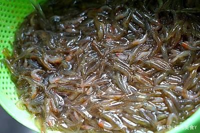 龙鱼怎么喂虾米虫子：如何喂食龙鱼虾米和虫子 龙鱼百科 第2张