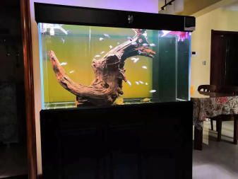 澳龙鱼缸怎样养：澳龙鱼缸养殖澳龙鱼缸饲养注意事项澳龙鱼缸养殖方法