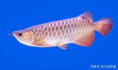 金龙鱼水质ph值：金龙鱼水质ph值范围是多少 龙鱼百科 第2张