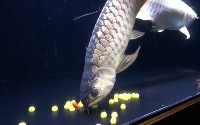 龙鱼产卵怎么又吃回去：龙鱼产卵后为什么会吃回卵？