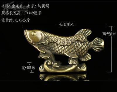 金龙鱼最大有多大尺寸：金龙鱼的最大尺寸 龙鱼百科 第3张