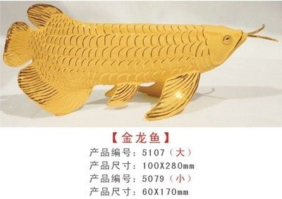 最大金龙鱼有多大尺寸的：最大金龙鱼有多大尺寸 龙鱼百科 第2张